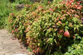 4 Consigli Per Avere Delle Splendide Hoya O Fiori Di Cera Youtube 4 Consigli Per Avere Delle Splendide Hoya O Fiori Di Cera Youtube